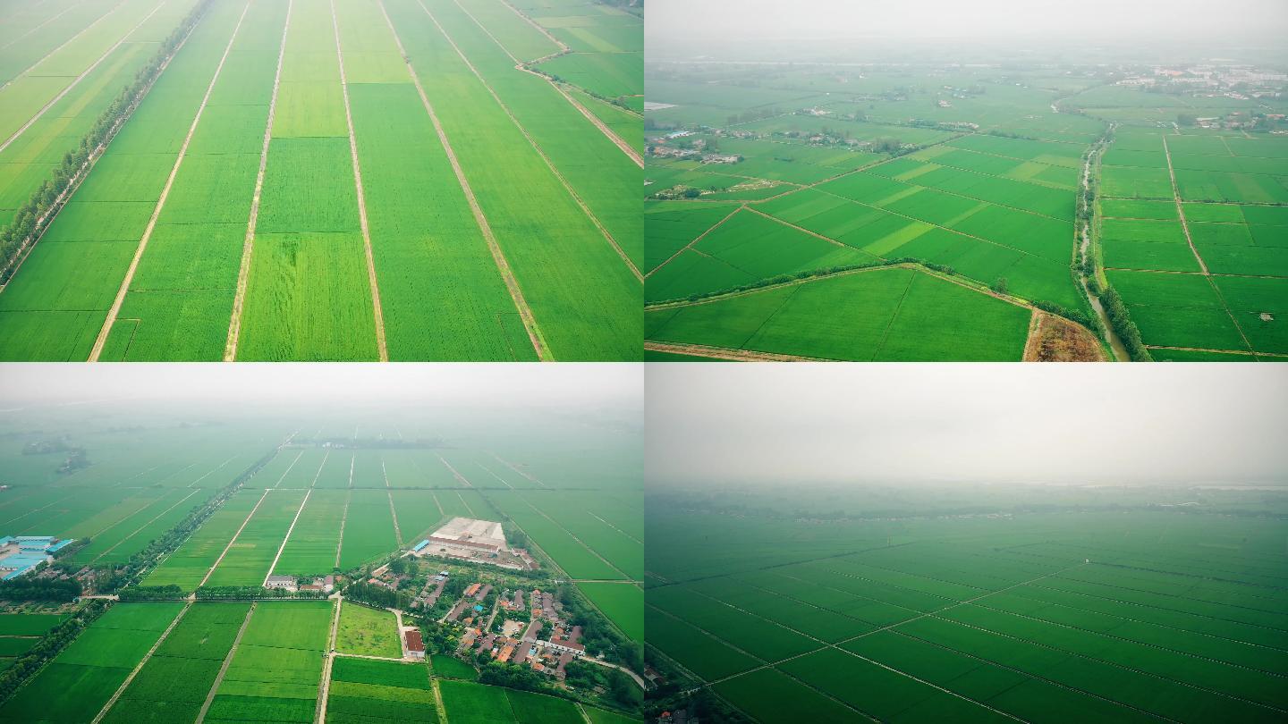 超大水稻种植田 航拍水稻