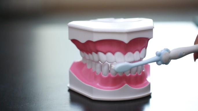 【镜头合集】牙齿模型演示刷牙