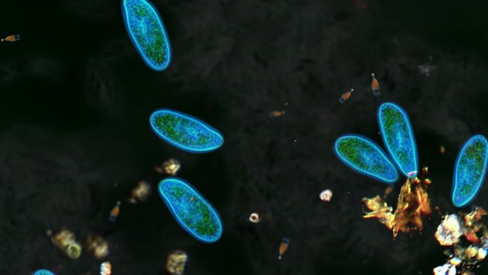 草履虫微生物病原菌致病菌病原病源