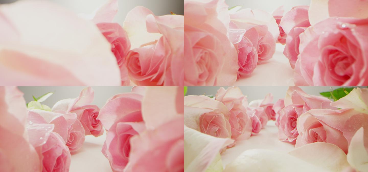 镜头穿梭粉色玫瑰花丛