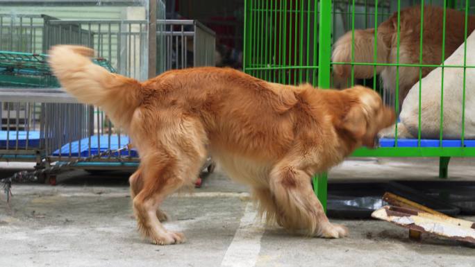 宠物店里一只活泼的大金毛犬特写