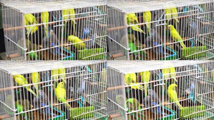 花鸟市场里销售的一笼子绿色宠物鹦鹉