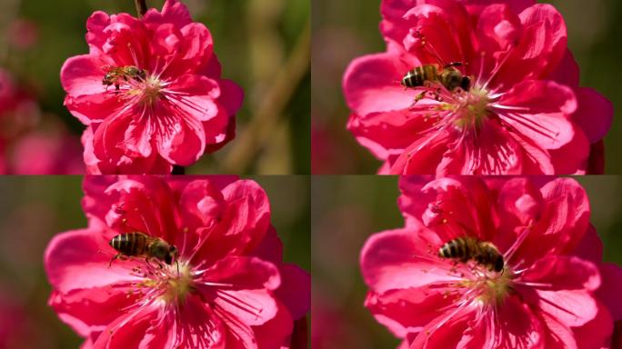 蜜蜂花朵上采蜜特写镜头