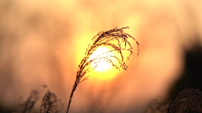 唯美夕阳芦苇随风飘摇视频素材