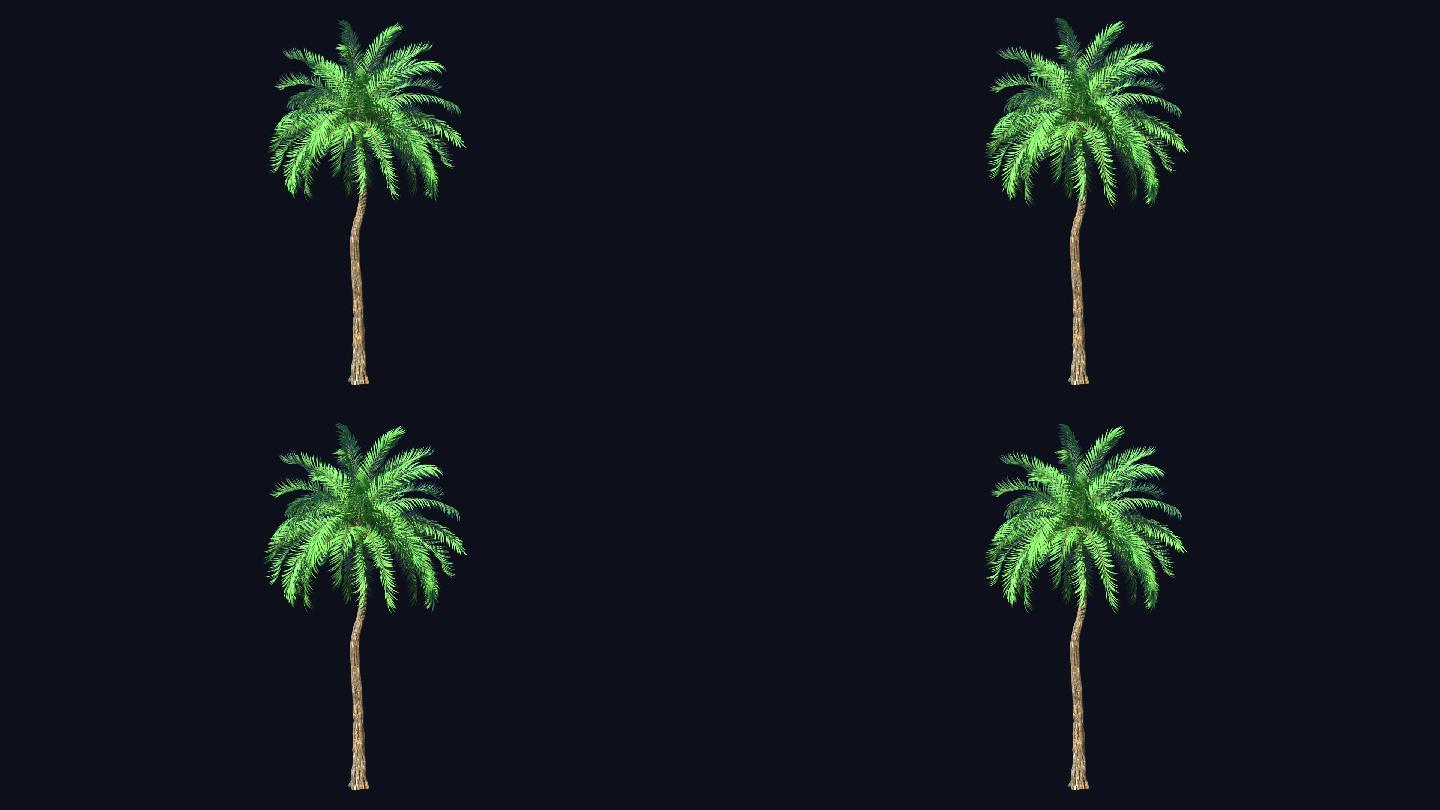 椰树热带树-带透明通道