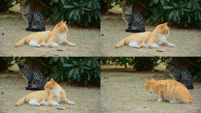 猫橘猫流浪猫