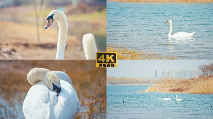 实拍4K城市湿地自然天鹅水鸟一组