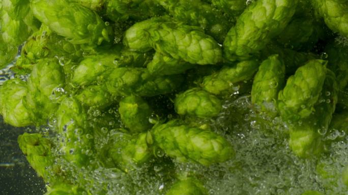 绿啤酒花掉入水中水绿色水下