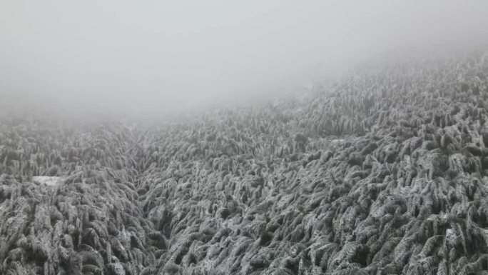 航拍雪景竹林无滤镜空镜头