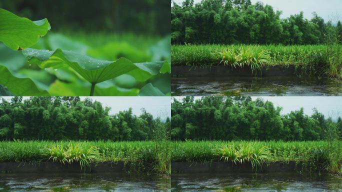 夏雨绵绵