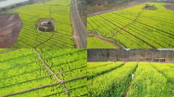 航拍重慶廣陽島油菜花海油菜地春天視頻素材