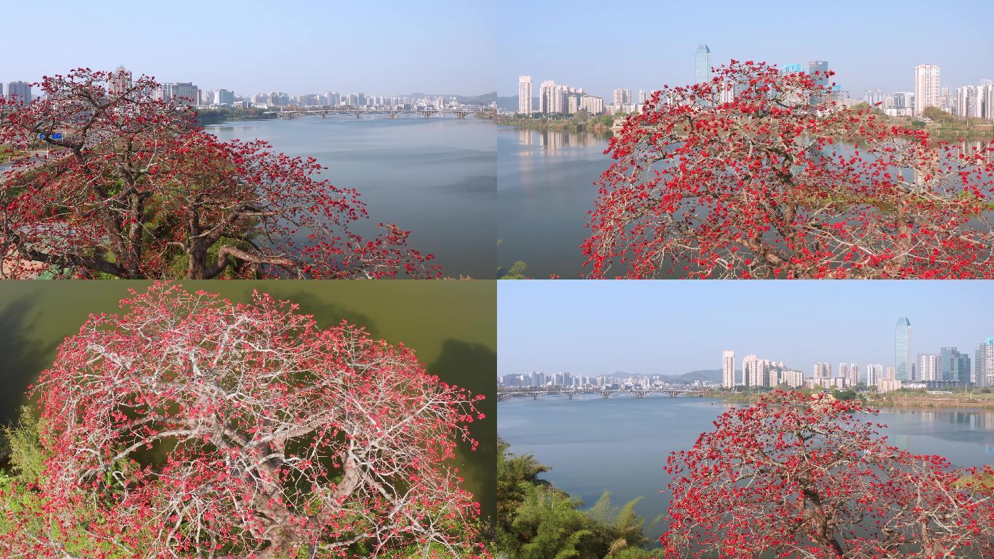 【4K超清】惠州航拍东江边木棉花树开花