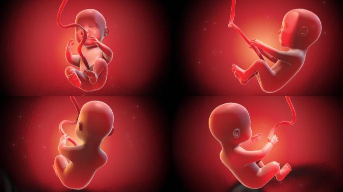 人的胎儿安静地睡觉3D动画