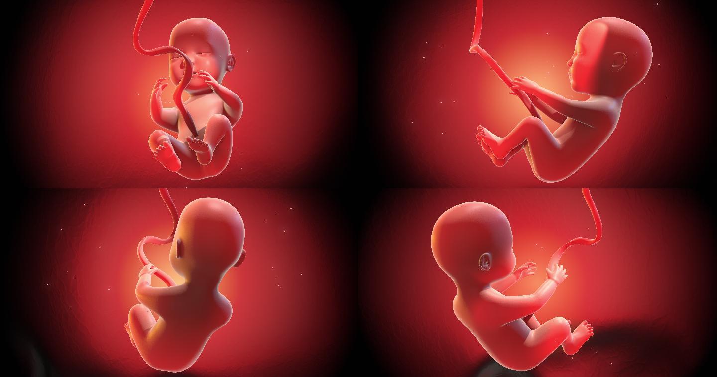 人的胎儿安静地睡觉3D动画