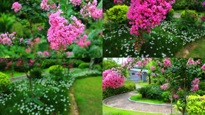 阳春三月唯美的各种花朵 生态宜居环境