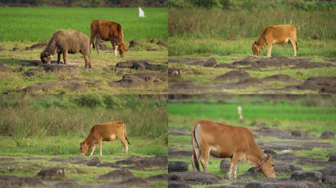 湿地牧场悠闲牧牛