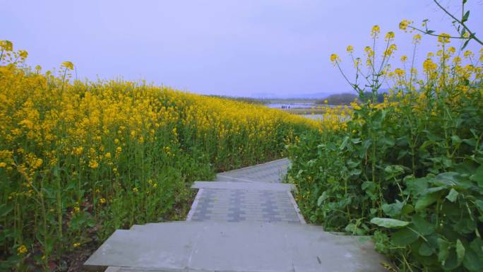 油菜花风景