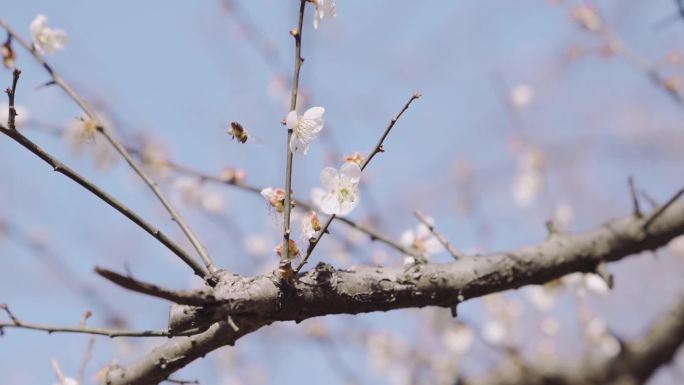 1080p超清梅花空境素材