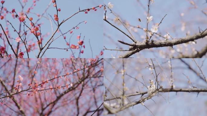 1080p超清梅花空境素材