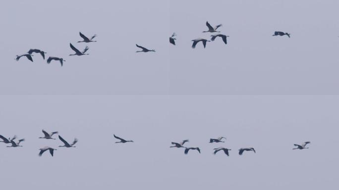 田地里的灰鹤群起飞8-7