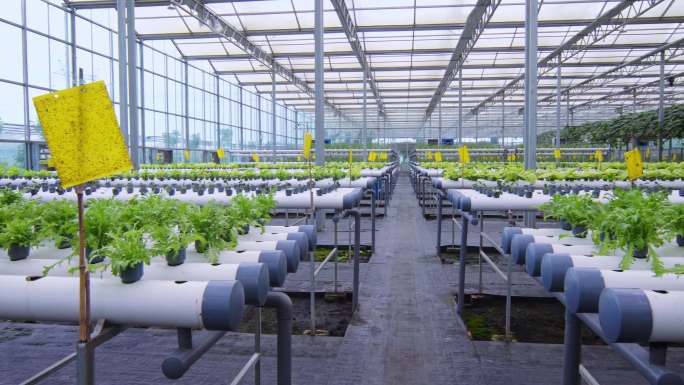 室内蔬菜植物培育基地