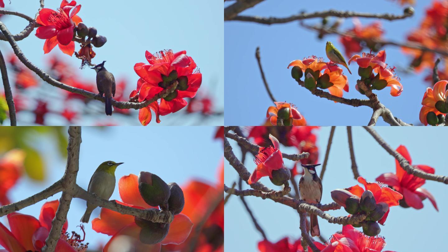 木棉花与小鸟