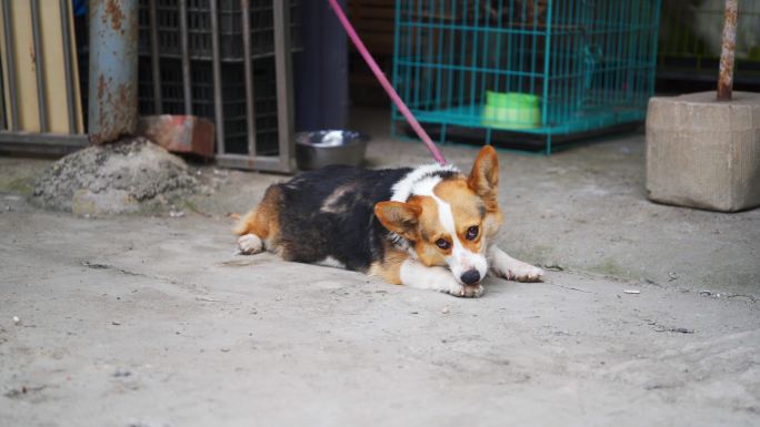 一只饲养环境很差的可怜柯基犬