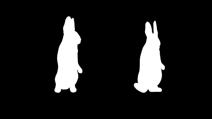 白色兔子各种动作循环
