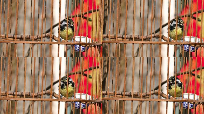 鸟笼里的小鸟特写