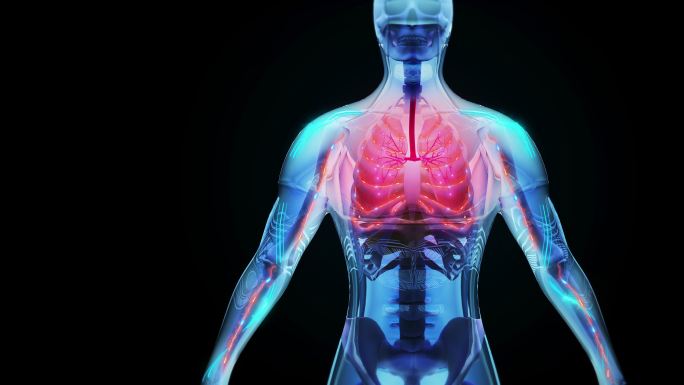 人类呼吸系统三维医学器官3D人体