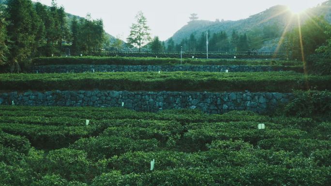 茶山 茶叶 安化云台山 茶山