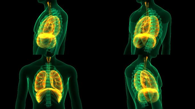膈肌解剖人体呼吸系统肺的三维动画