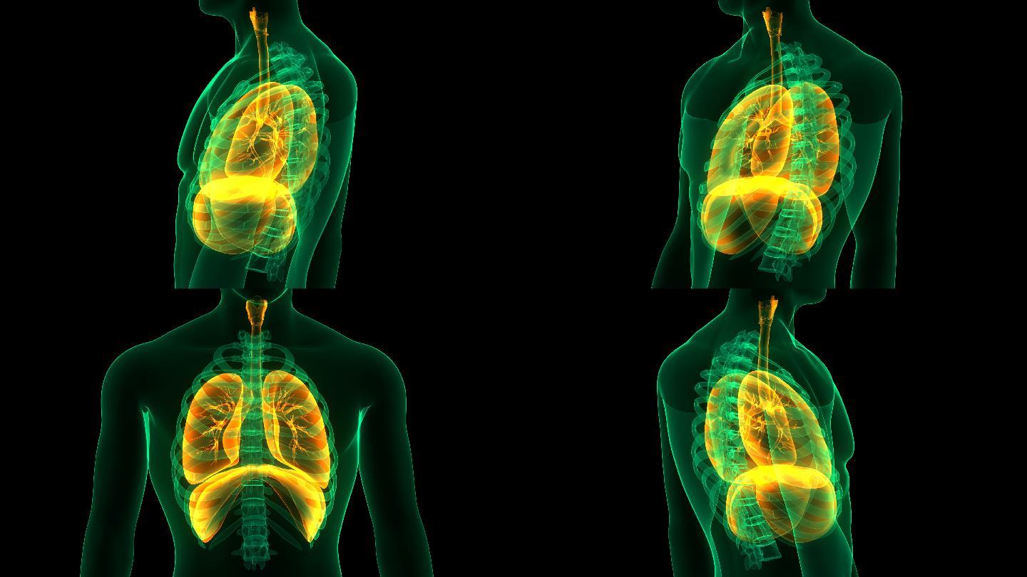 膈肌解剖人体呼吸系统肺的三维动画
