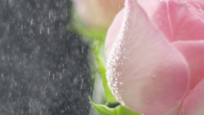 雨露洒落花瓣特写