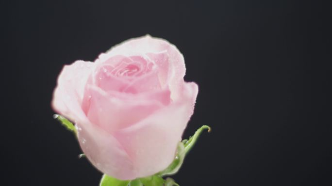 单支粉色玫瑰花旋转