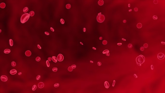 人体内动脉中的红细胞流动