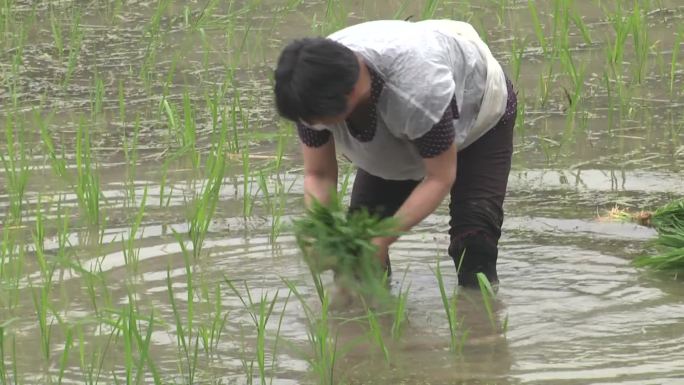 插秧 春播 种田