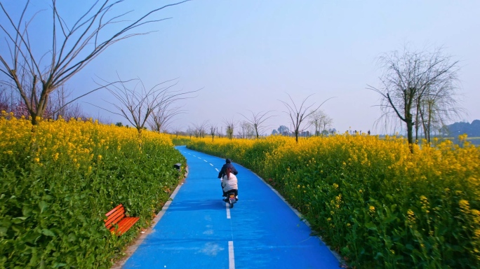 游客在油菜花公园里骑行观光