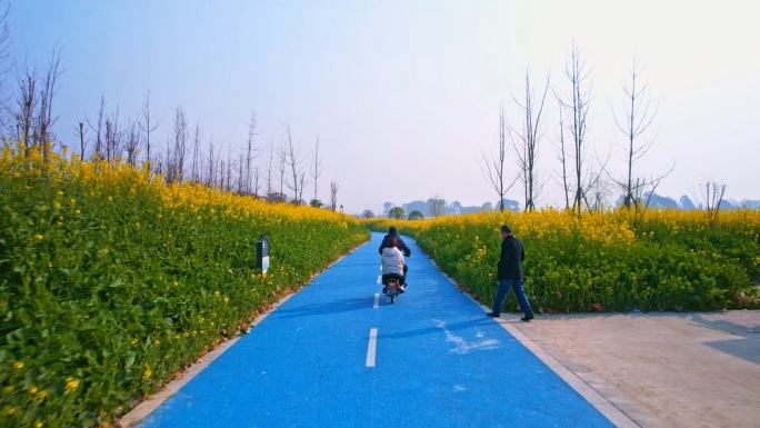 游客在油菜花公园里骑行观光