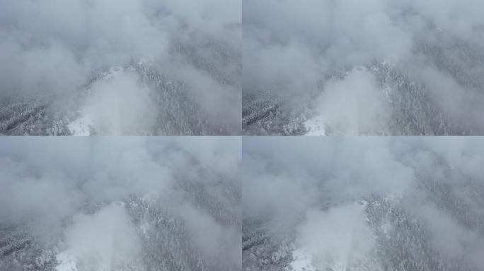 航拍湖北神农架冬季冬天阳光冰雪雪松雪景