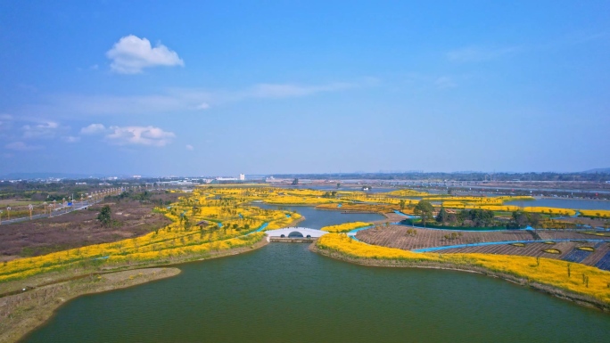 湿地公园油菜花地