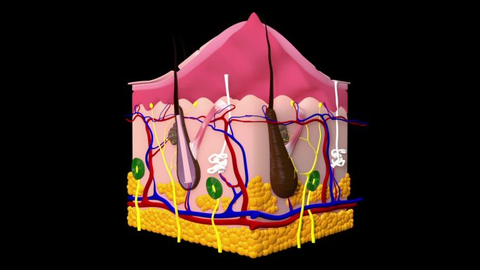 皮肤解剖学视频素材三维动画3d