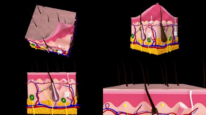 皮肤解剖学视频素材三维动画3d