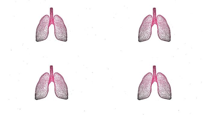 肺部结构三维模型3d动画肺片视频