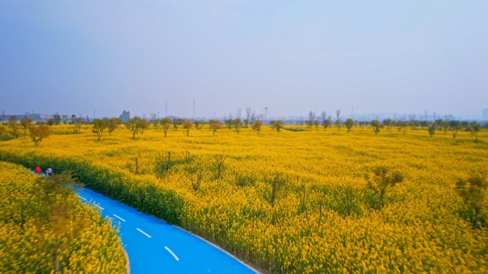 拱桥和油菜花地