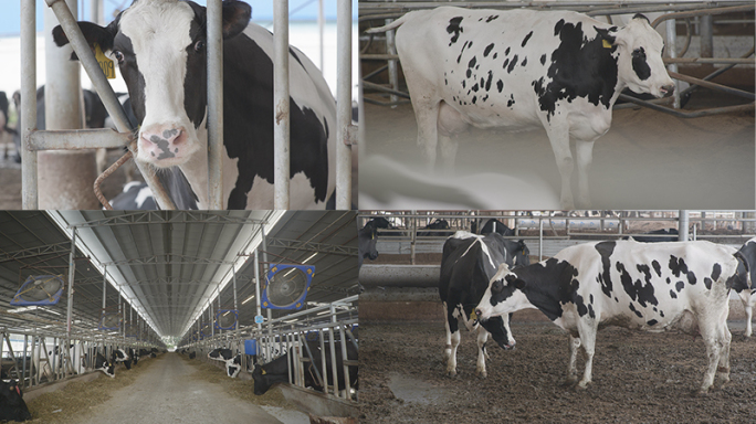 农业发展奶牛养殖基地家禽饲养乡村振兴