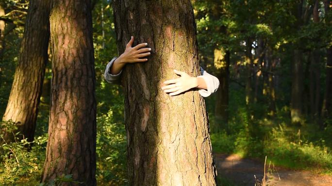 环保主义者拥抱森林中的树木