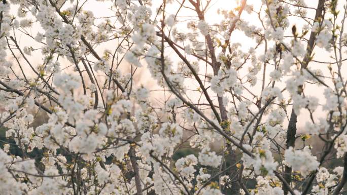 4K夕阳下的白色樱花自然风光