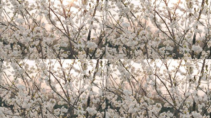 4K夕阳下的白色樱花自然风光