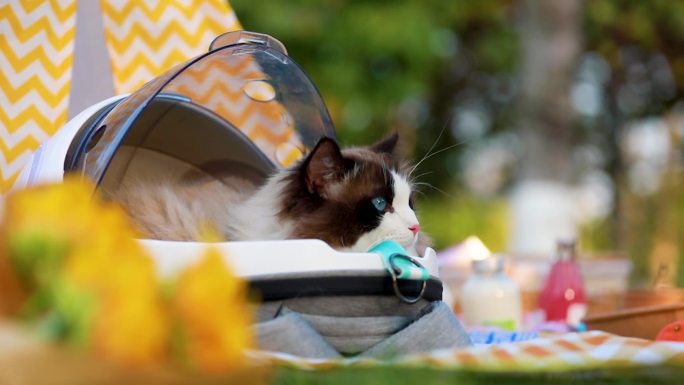 猫咪野餐猫包户外猫窝户外素材